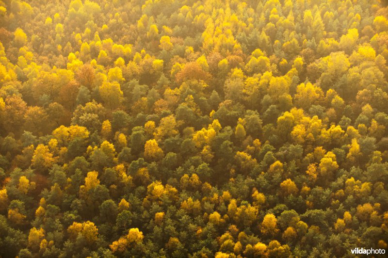 Boomkronen in herfstkleuren