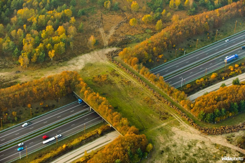 Ecoduct over snelweg