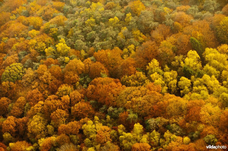 Boomkronen in herfstkleuren