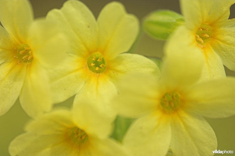 Bloemetjes van Slanke sleutelbloem