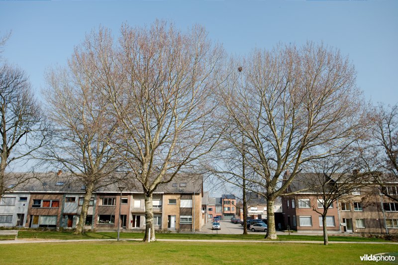 Grauwe abeel