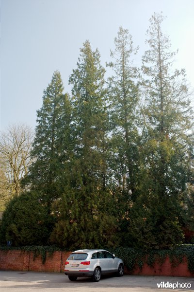 Reuzenlevensboom