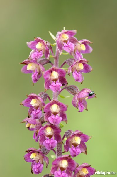 Bruinrode wespenorchis