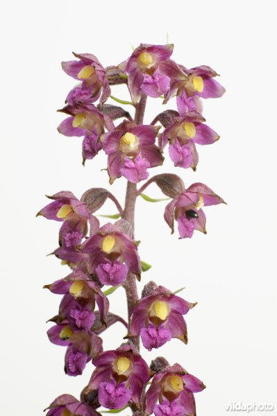 Bruinrode wespenorchis
