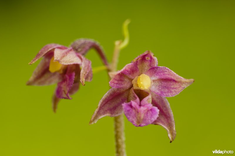 Bruinrode wespenorchis