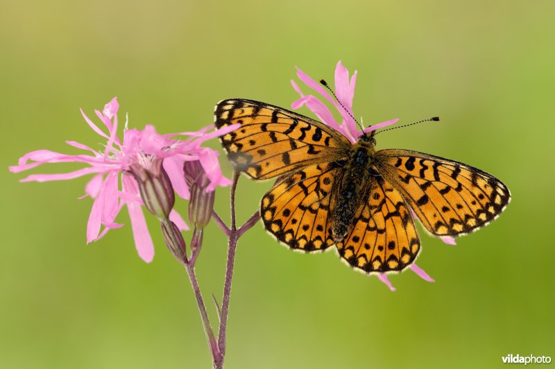 Zilveren maan op koekoeksbloem