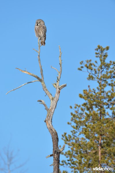 Laplanduil op dode boom