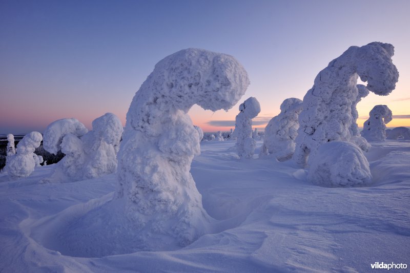 Sneeuwlandschap in Riisitunturi