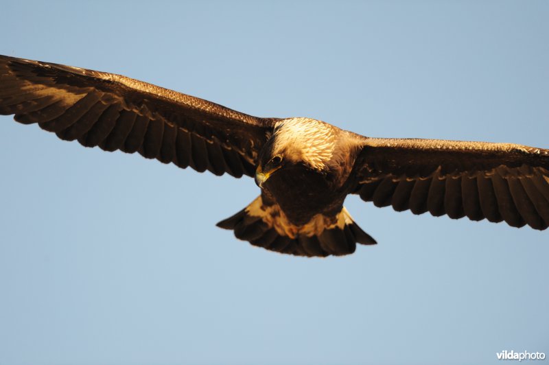 Steenarend in vlucht