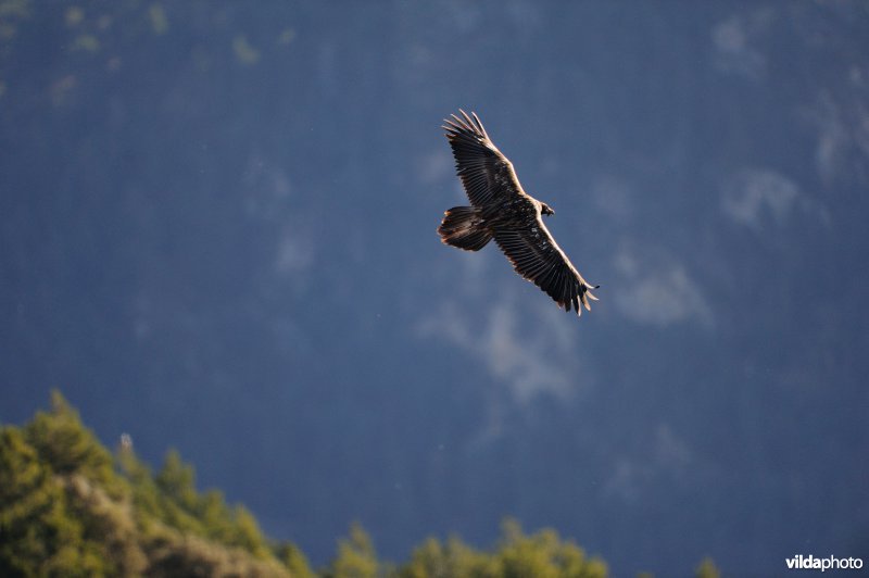 Lammergier in vlucht