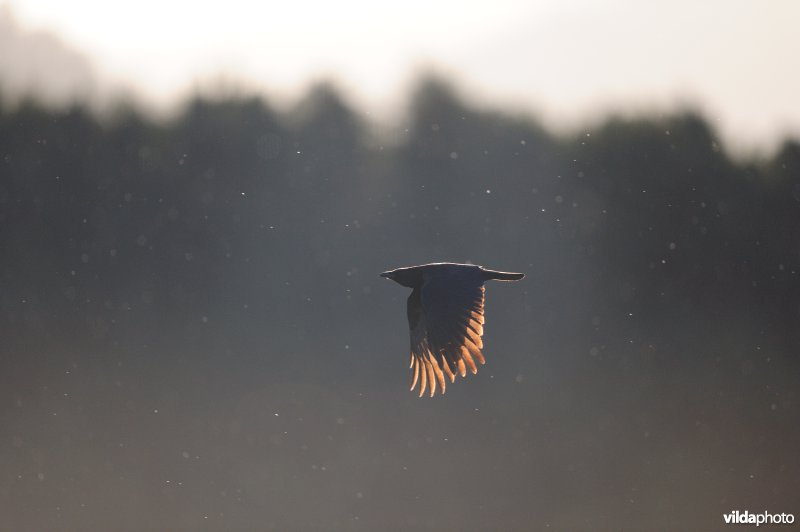 Zwarte Kraai in vlucht