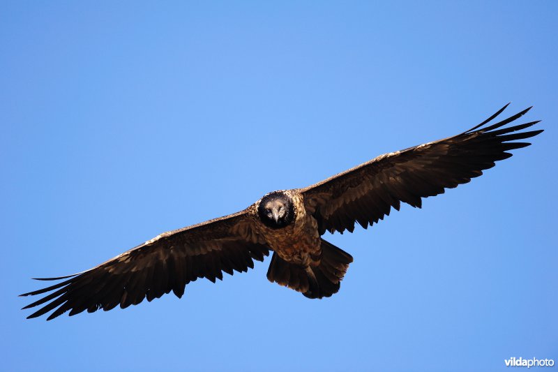 Lammergier in vlucht