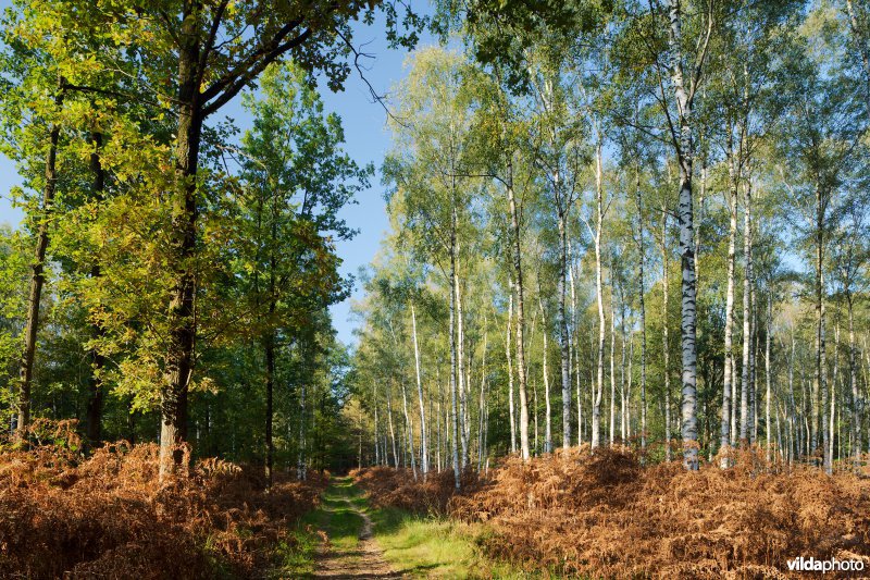 Berkenbos met adelaarsvaren