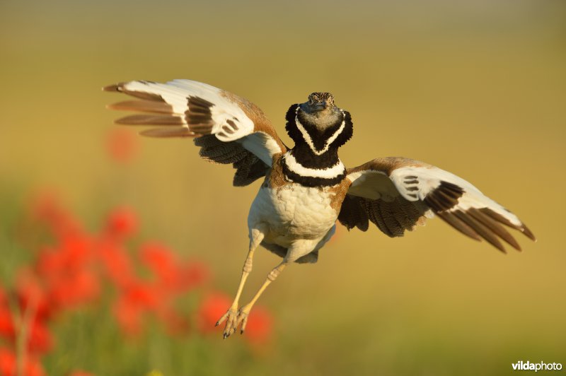 Baltsende Kleine trap