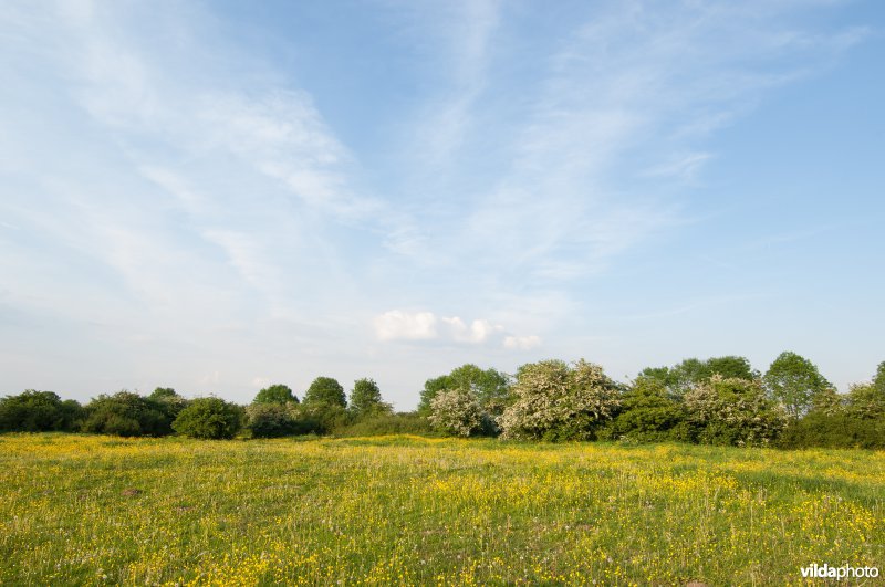 Uiterwaarden met hagen en boterbloemen