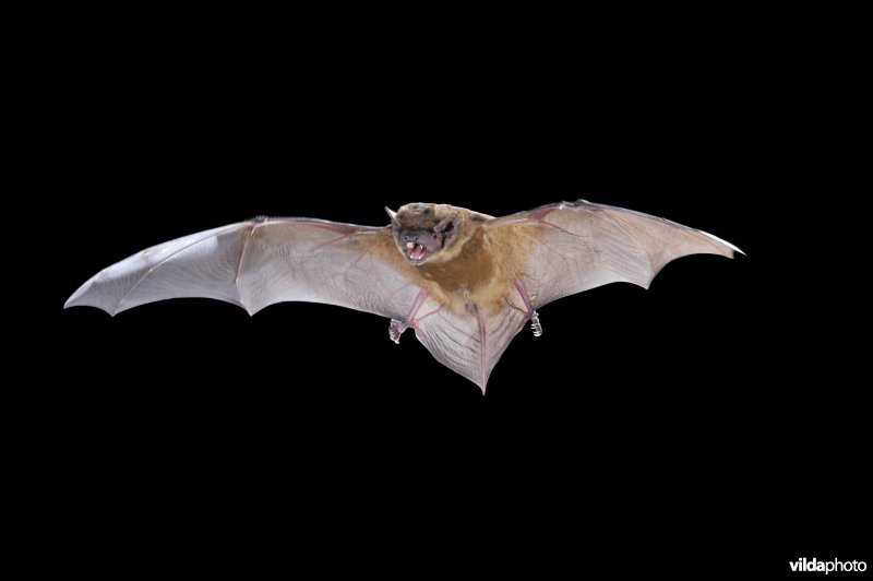 Vliegende Rosse vleermuis