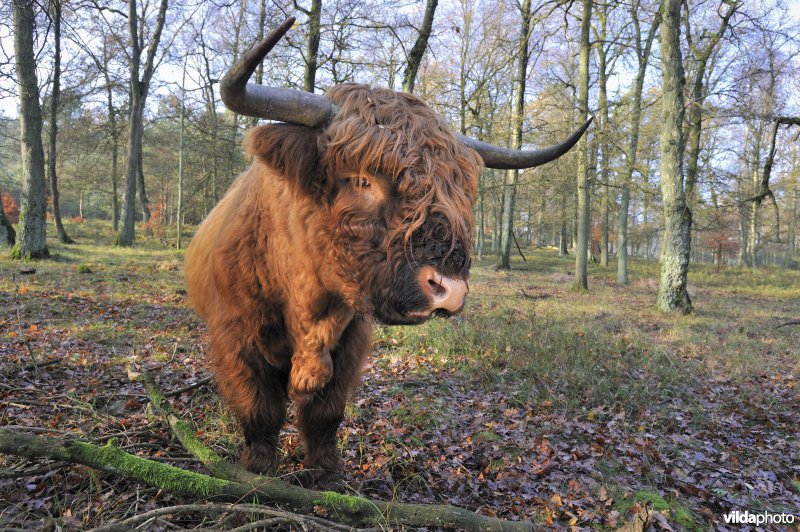 Schotse hooglander op de Veluwe