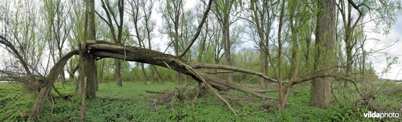 Dynamisch rivierbos Hochter Bampd