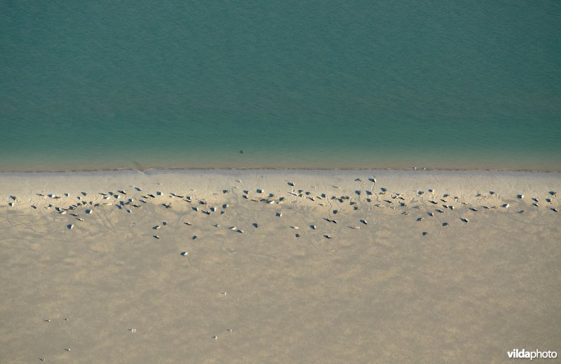 Zeehonden overtijen op zandbank