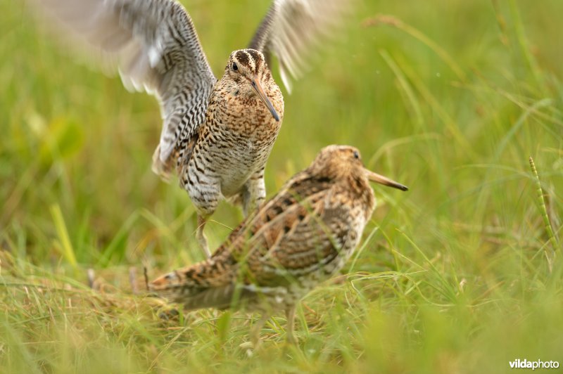 Vechtende Poelsnip-mannetjes