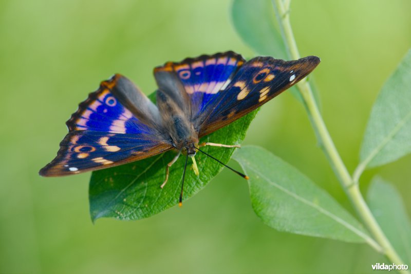 Kleine weerschijnvlinder