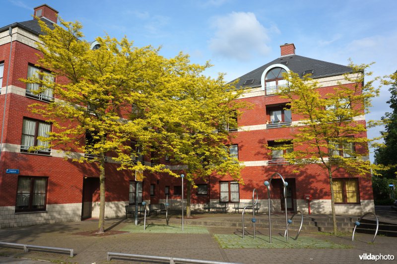 Gleditsia triacanthos Shademaster