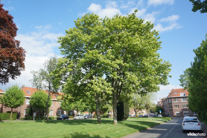 Acer pseudoplatanus Leopoldii