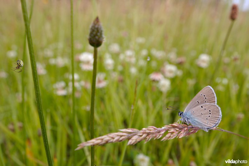 Klaverblauwtje in het gras