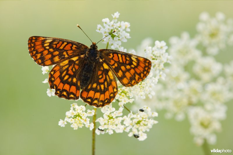Roodbonte parelmoervlinder