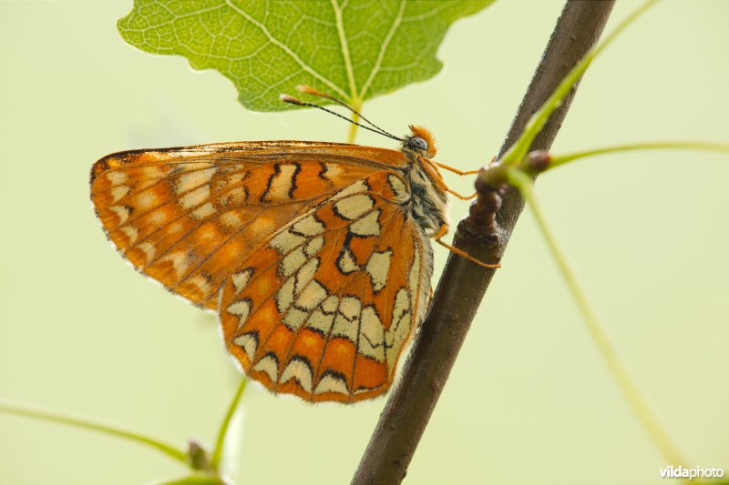 Roodbonte parelmoervlinder