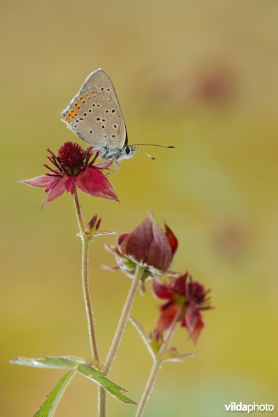 Rode vuurvlinder op Wateraardbei
