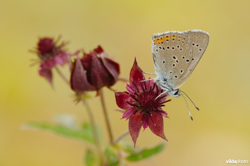 Rode vuurvlinder op Wateraardbei