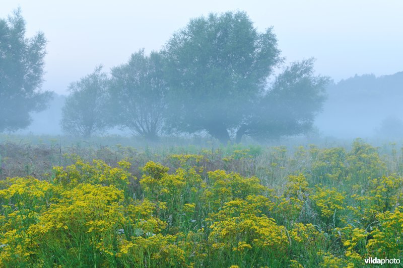 Jakobskruiskruid in het Kalverbos