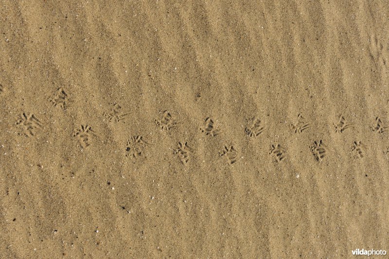 Sporen van Mol in het zand