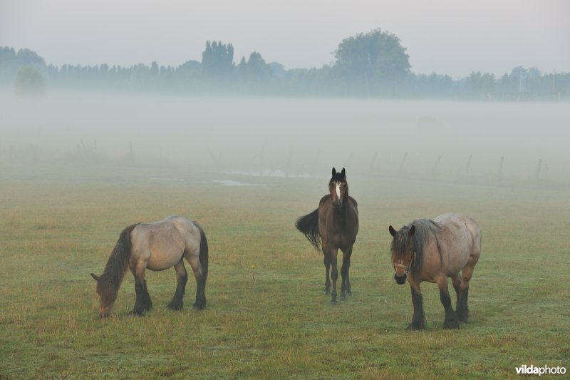 Gentbrugse Meersen