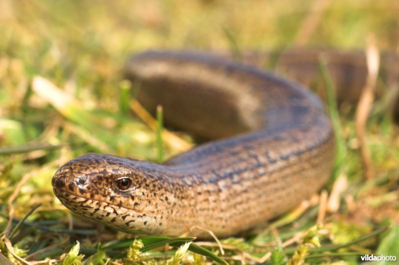 Hazelworm