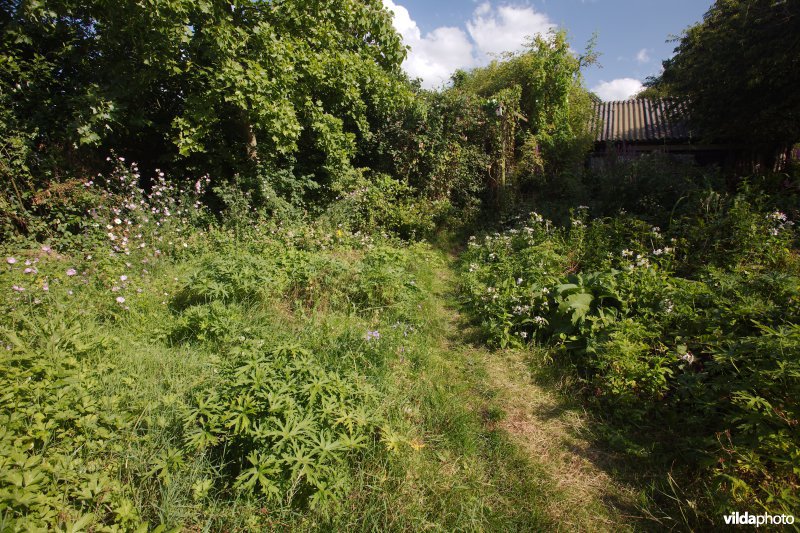 Structuurrijke wilde tuin