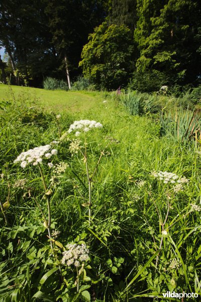 Gefaseerd gemaaid gazon