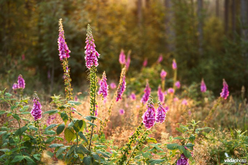 Vingerhoedskruid op een kapvlakte