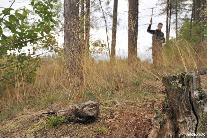 Ornitholoog op zoek naar een Nachtzwaluw