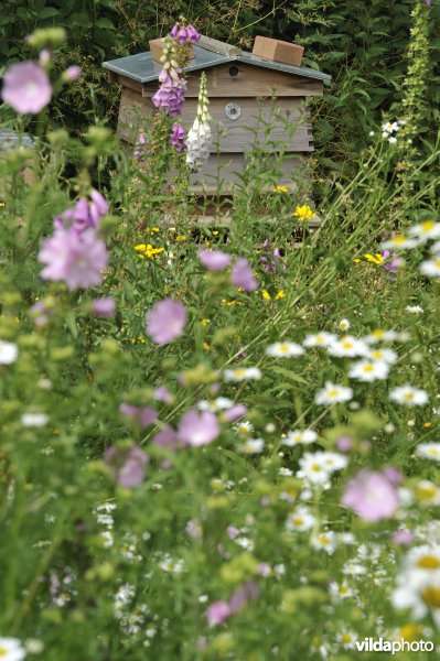 Bijenkasten in bloemenweide