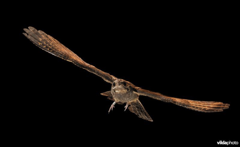 Vliegende Nachtzwaluw