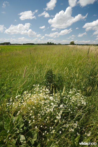 Perceelsrandenbeheer