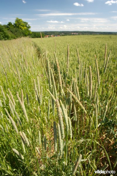 Perceelsrandenbeheer