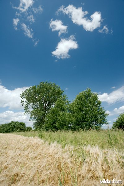 Botanisch beheerde akkerrand