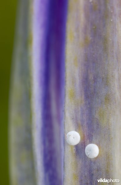 Eitjes van Gentiaanblauwtje op Klokjesgentiaan