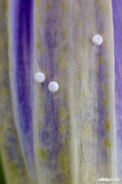 Eitjes van Gentiaanblauwtje op Klokjesgentiaan