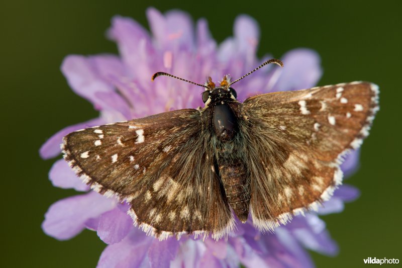 Bretons spikkeldikkopje