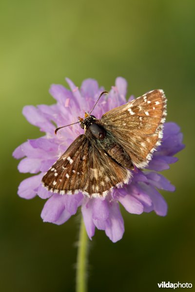 Bretons spikkeldikkopje