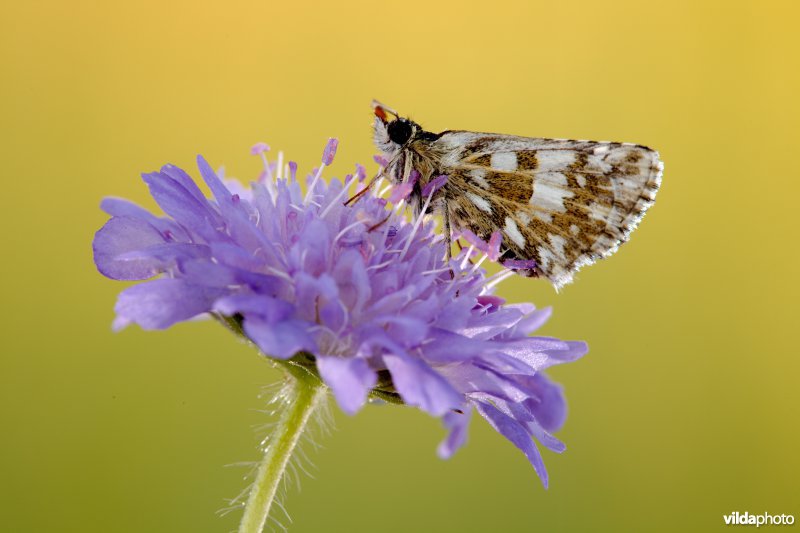 Bretons spikkeldikkopje
